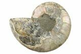 Agatized Ammonite Fossil (Half) - Crystal Chambers #111498-1